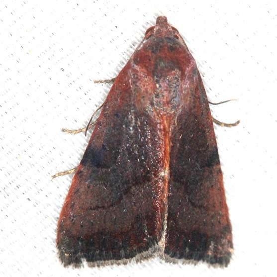 9688 The Wedgling Moth female yard 5-29-13