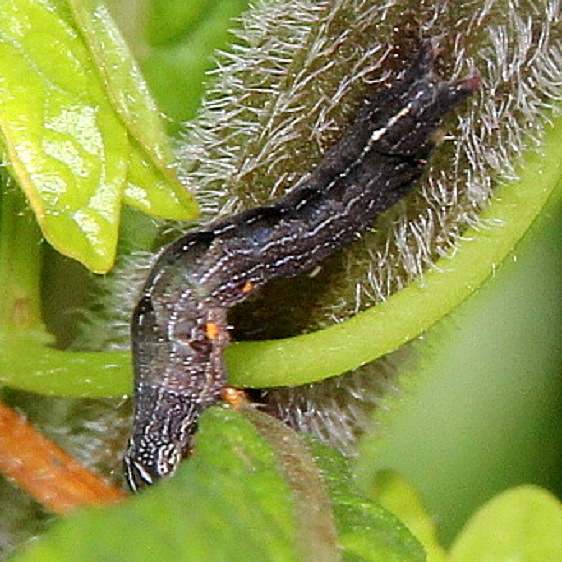 9689 Red Groundling Moth Clearcrek  Metro Pk transect trail BG 7-11-20