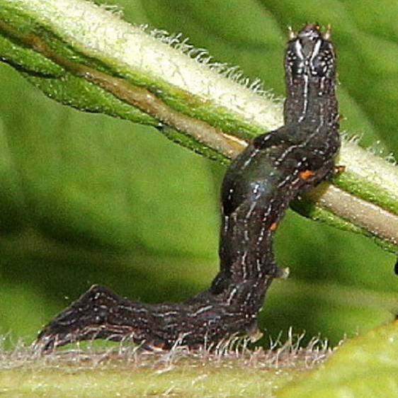 9689-Red-Groundling-Moth-Clearcrek-Metro-Pk-transect-trail-BG-7-11-20-5_opt