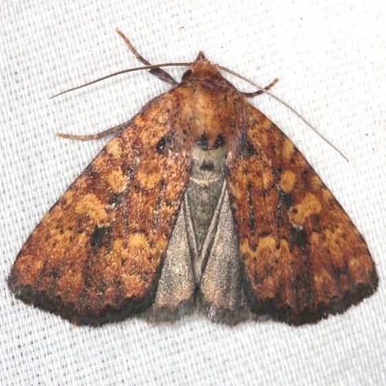 9689 Red Groundling Moth yard 7-31-13