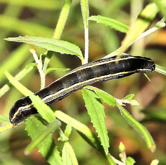 9690 White-dotted Groundling Caterpillar yard 9-7-17 (3)_opt