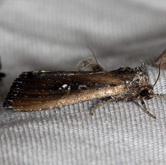 9690 White-dotted Groundling Moth Kissimmee Prairie St Pk 3-11-13_opt