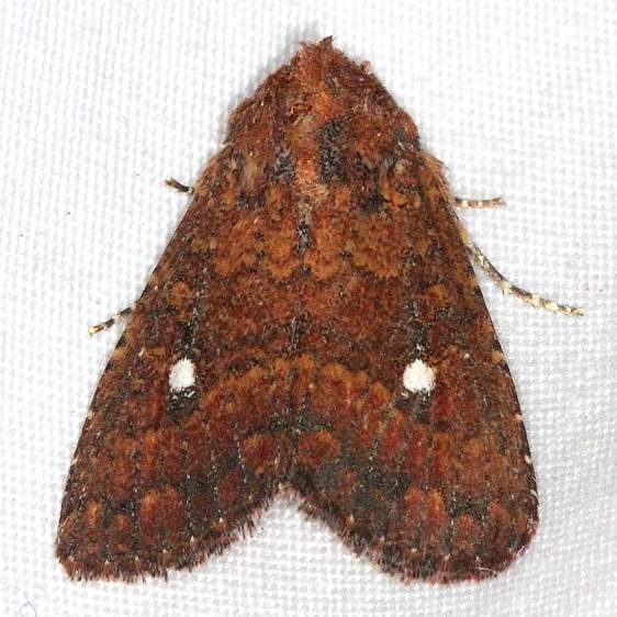 9693 Mobile Groundling Moth Little Manetee River St Pk 3-9-15
