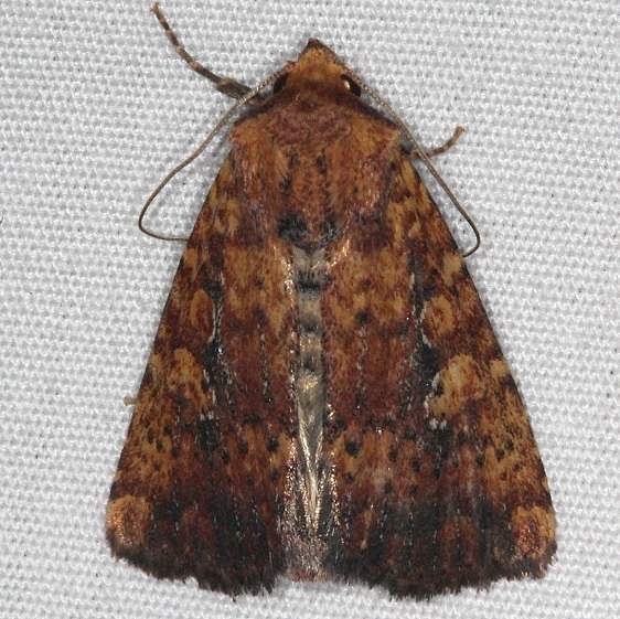 9693 Mobile Grounling Moth yard 6-5-15 (4)_opt