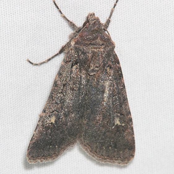 9695 Condica albolabes tentative Mesa Verde Colorado 6-11-17 (26)_opt