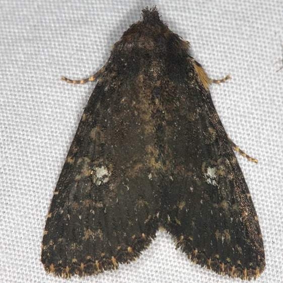 9696 Dusky Groundling Moth yard 7-8-14 (6)_opt