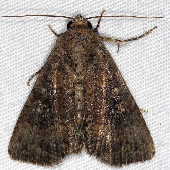 9698 Condica concisa Lucky Hammock near Everglades 2-27-15