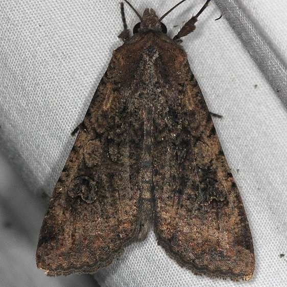 9699 Cobbler Moth yard 8-31-14