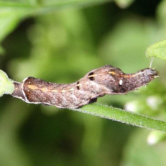 9702 Condica albigera Caterpillar BG Falcon St Pk Texas 10-23-16_opt