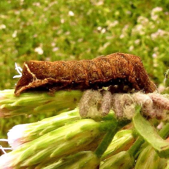 9702 Condica albigera Caterpillar Estero Llano Grande  Weslaco, Texas 11-4-13 (28)_opt