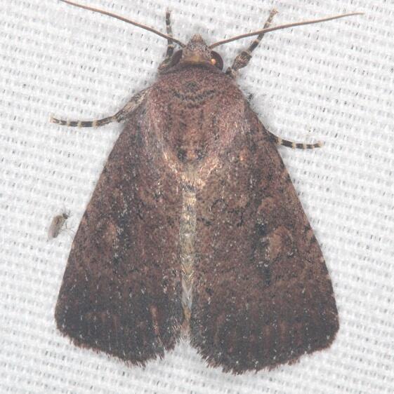 9704 Condica charada Bear Island Big Cypress Preserve Fl 3-1-21