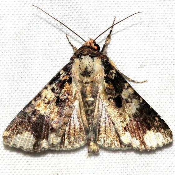9714 Condica confederata Hidden Lake Everglades Natl Pk 3-9-13