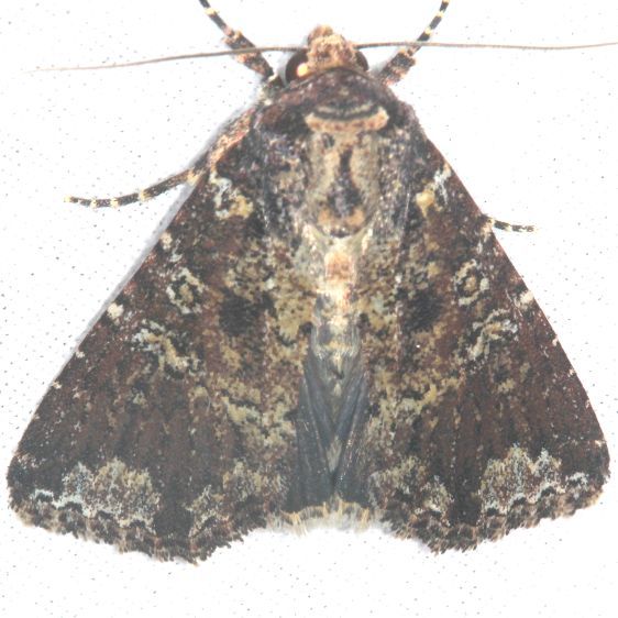 9714-Confederate-Moth-Collier-Seminole-St-Pk-Fl-3-19-25-21