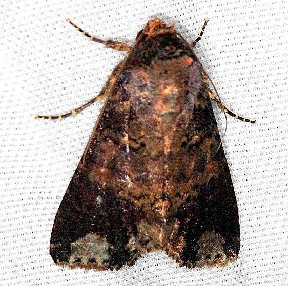 9714 The Confederate Moth Mahogony Hammock 2-18-14