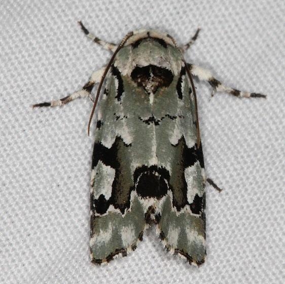 9718 Beloved Emarginea Moth Campsite 119 Falcon St Pk 10-22-16_opt