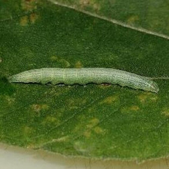 9720 Common Pinkband Cheryls house on Sunflower 8-19-20