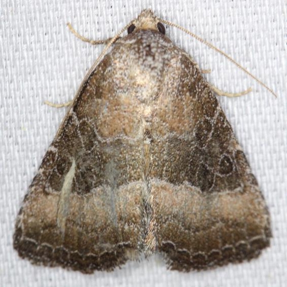 9720 Common Pinkband Moth yard 5-28-13