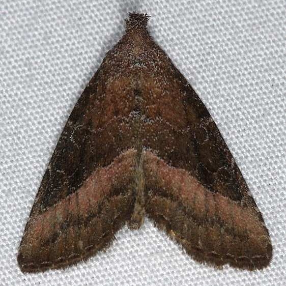 9720 Common Pinkband Moth yard 7-24-14