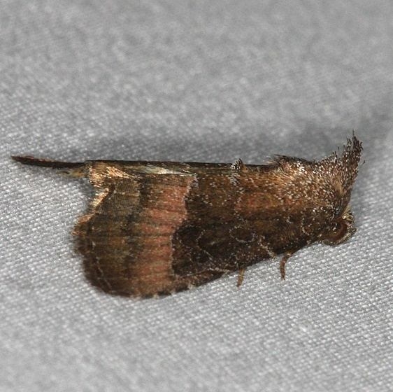 9720 Common Pinkband Moth yard 7-24-14