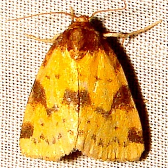 9725 Obtuse Yellow yard 8-6-11