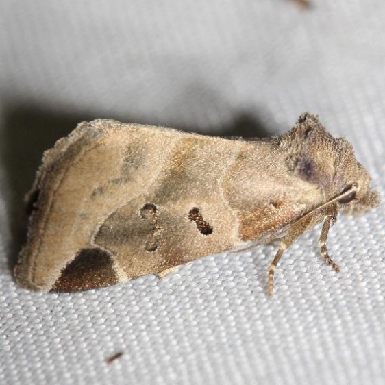 9754 Black-barred Brown yard 8-12-12