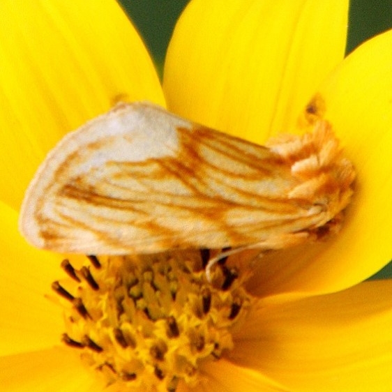 9766 Goldenrod Stowaway The Rooster's B&B Adams Co 8-29-09