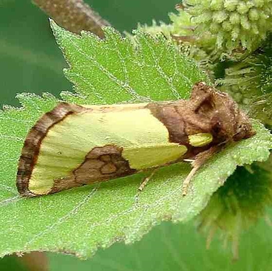 9776 Chalcopasta howardi Santa Catalina Mtns 9-0-12