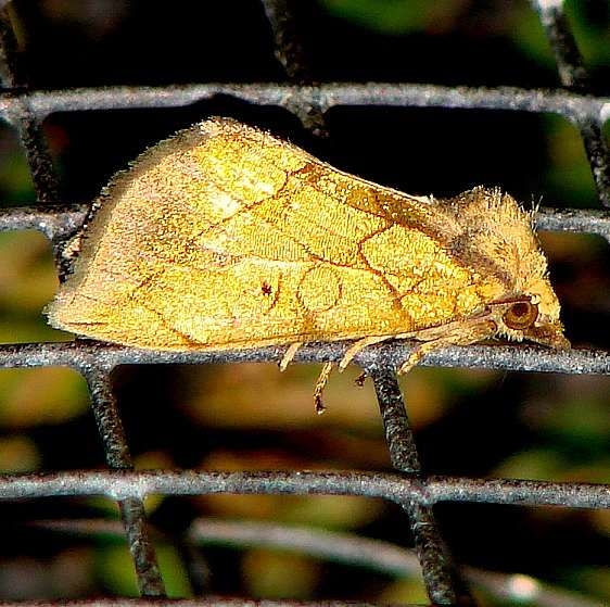 9781 Gold Moth yard 8-2-09