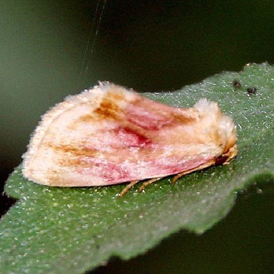 9790 Chamaeclea basiochrea NABA Gardens Texas 10-30-16_opt