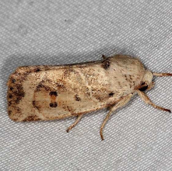 9815 American Dun-bar Moth Burr Oak St Pk at cabins 6-27-14