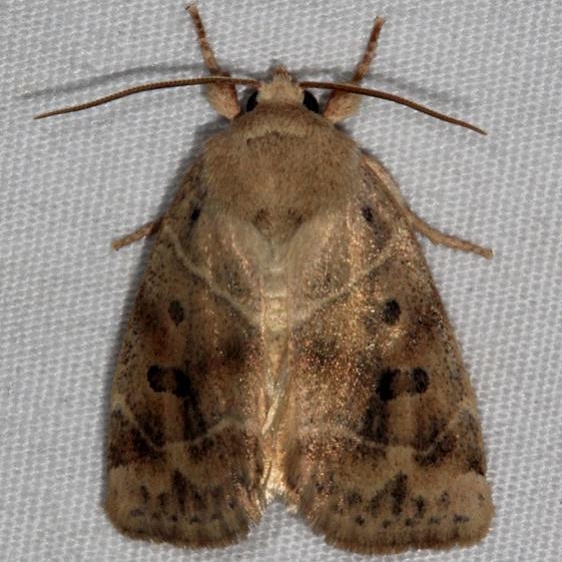 9815 American Dun-bar Moth Copperhead Firetower Shawnee St Forest 6-13-15