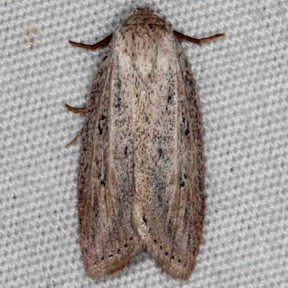 9821 Amolita roseola Quarry Lake Everglades 2-28-15