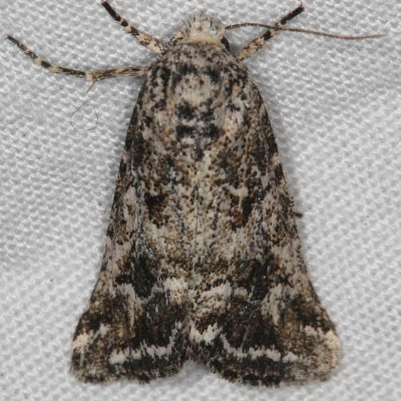 9831 Escaria clauda or 9832 E homogena Moab RV Resort BG Moab Utah 6-5-17 (33)_opt