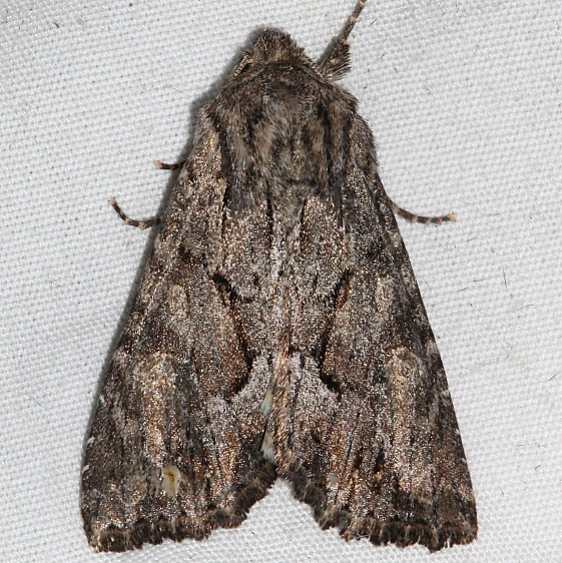 9970 Fishia discors Black Canyon at the Gunnison Natl Pk Colorado 6-15-17 (63)_opt