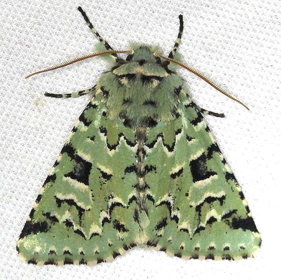 10006 Deceptive Sallow Moth Carter Cave St Pk Ky 4-23-13