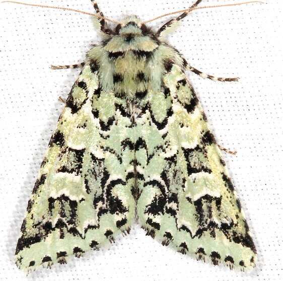 10007 Major Sallow Thunder Lk UP Mich 6-3-23