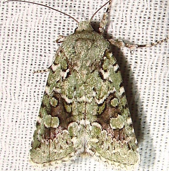 10008 Comstock's Sallow Moth Payne's Prairie St Pk 3-20-12