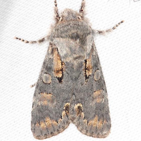 10012 Chosen Sallow Moth yard 4-10-13