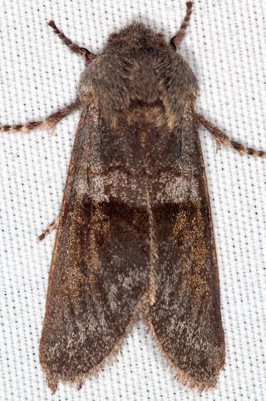 10013 Psaphida grandis BG-Paynes Prairie St Pk Fl 2-24-22
