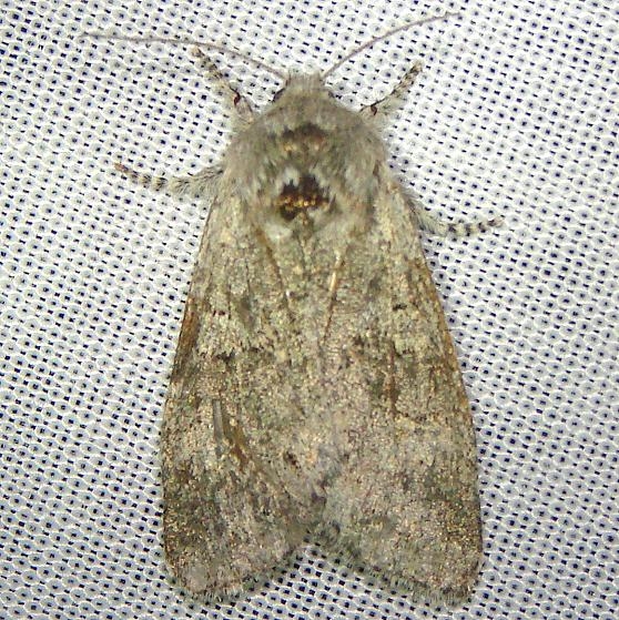 10014 Roland's Sallow Moth Gold Head Branch State Park 2-14-12