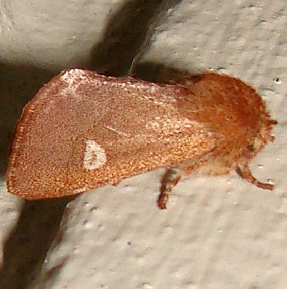 10016 Fawn Sallow Moth Gold Head Branch St Pk Fl 2-16-12