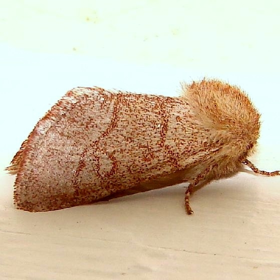 10016 Fawn Sallow Moth Gold Head Branch State Park Fla 2-15-12