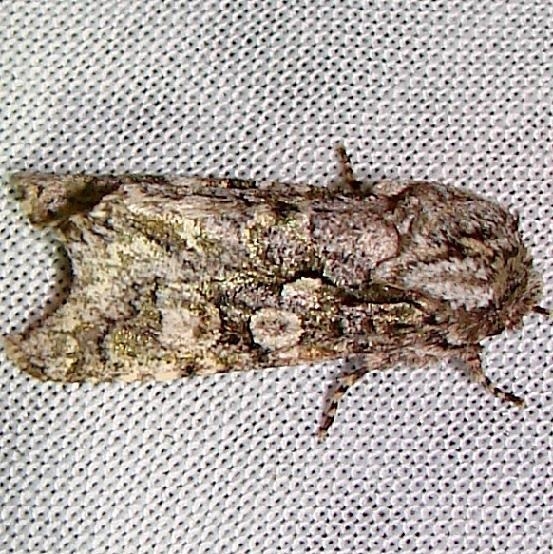 10019 Figure-Eight Sallow Moth Kissimmee Lake St Pk 2-23-12