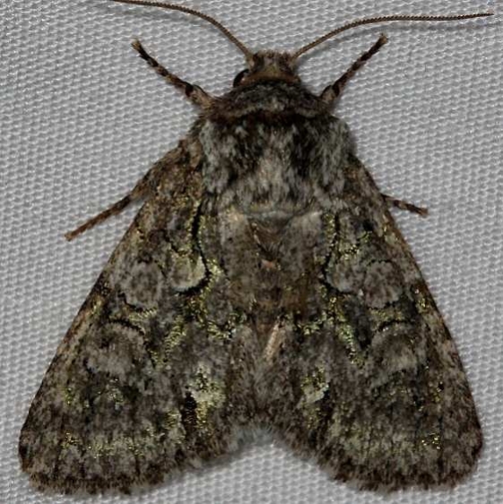 10019 Figure-eight Sallow Moth Lake Kissimmee St Pk 3-8-14