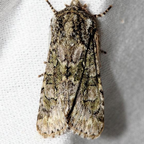 10019 Figure-eight Sallow Moth Little Talbot Island St Pk Fla 2-19-13