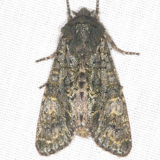 10021 Grotes Sallow Moth yard 4-8-20