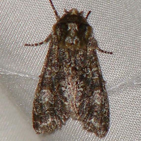 10021 Grote's Sallow yard 4-19-09