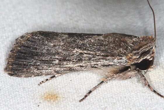 10033 Fine-lined Sallow Moth Campsite 119 Falcon St Pk Texas 10-26-16_opt