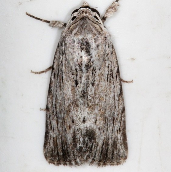 10037 Catabenoides terminellus Campsite 119 Falcon St Pk 10-22-16