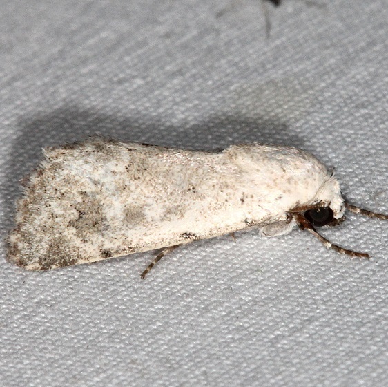 10049 Leucocnemis perfundis Campsite-119 Falcon St Pk Texas 10-23-16